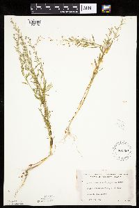 Chenopodium leptophyllum image