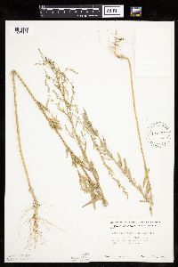 Chenopodium leptophyllum image