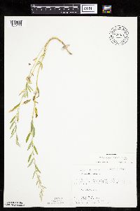 Chenopodium leptophyllum image