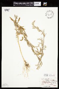 Chenopodium leptophyllum image