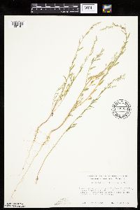 Chenopodium leptophyllum image