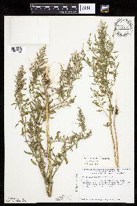 Chenopodium pratericola image