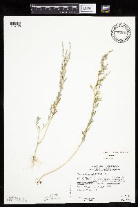 Chenopodium pratericola image