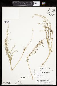 Chenopodium pratericola image
