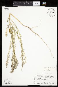 Chenopodium pratericola image