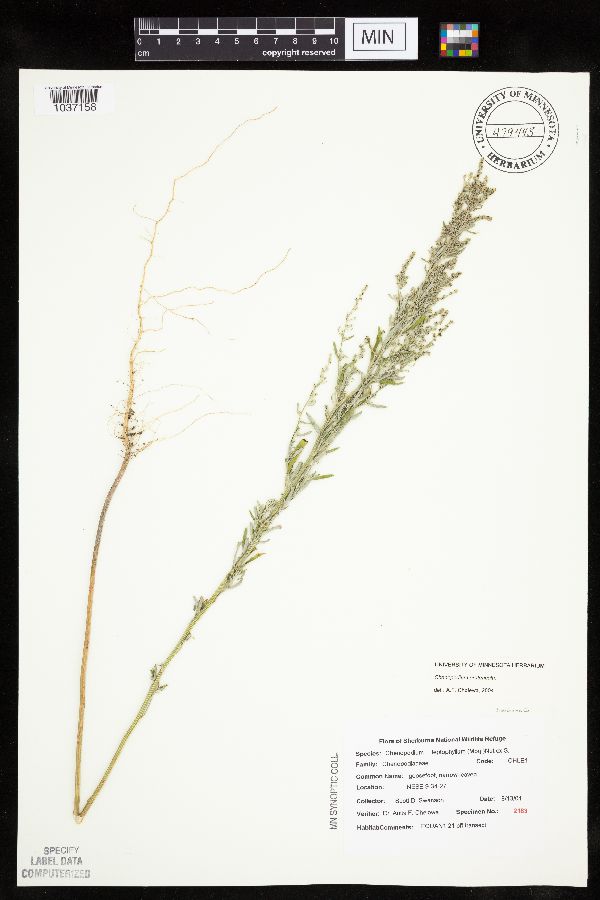 Chenopodium pratericola image