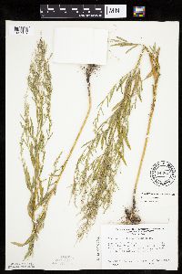 Chenopodium pratericola image