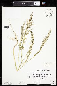 Chenopodium pratericola image
