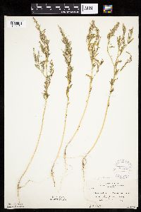 Chenopodium pratericola image