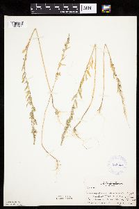 Chenopodium pratericola image