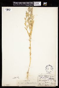 Chenopodium pratericola image