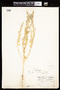 Chenopodium pratericola image