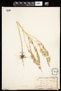 Chenopodium pratericola image