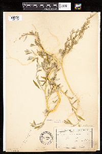 Chenopodium pratericola image