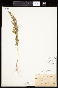 Chenopodium pratericola image