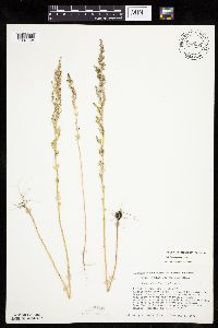 Chenopodium pratericola image