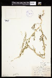 Chenopodium pratericola image