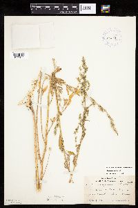 Chenopodium pratericola image