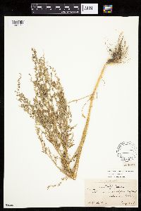 Chenopodium pratericola image