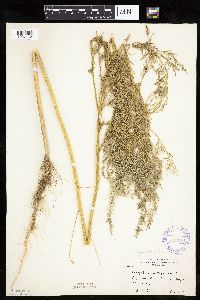 Chenopodium pratericola image