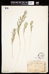 Chenopodium pratericola image