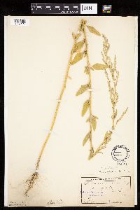 Chenopodium pratericola image