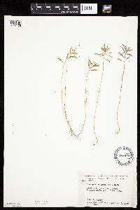 Chenopodium pratericola image