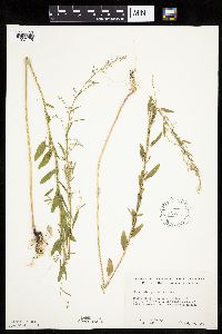 Chenopodium pratericola image