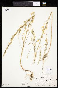 Chenopodium pratericola image