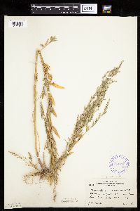 Chenopodium pratericola image