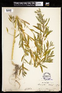 Chenopodium pratericola image