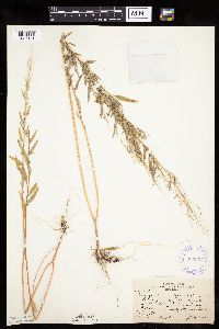 Chenopodium pratericola image