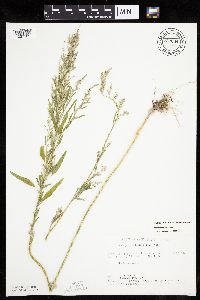 Chenopodium pratericola image