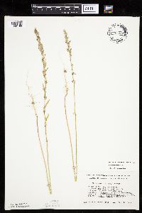 Chenopodium pratericola image