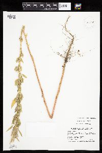 Chenopodium pratericola image