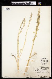 Chenopodium pratericola image