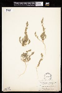 Chenopodium pratericola image