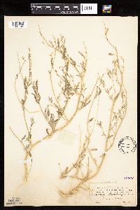 Chenopodium pratericola image