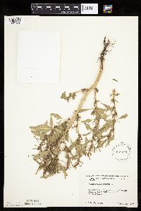 Chenopodium rubrum image
