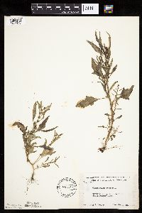 Chenopodium rubrum image