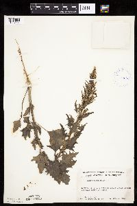 Chenopodium rubrum image