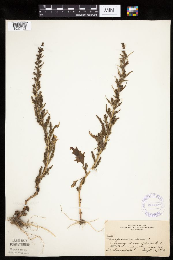 Chenopodium rubrum image