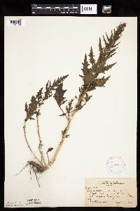 Chenopodium rubrum image