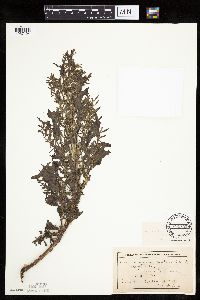 Chenopodium rubrum image