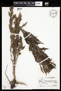 Chenopodium rubrum image