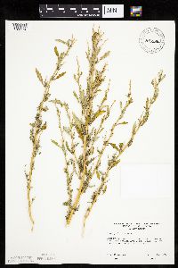 Chenopodium rubrum image