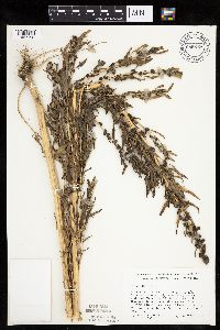 Chenopodium rubrum image