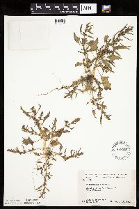 Chenopodium rubrum image