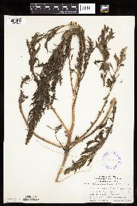 Chenopodium rubrum image