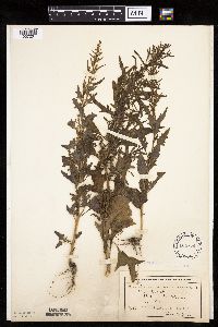 Chenopodium rubrum image